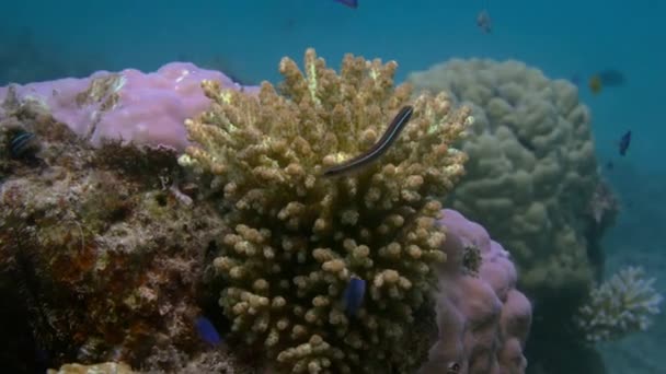 Gros Plan Blenny Dents Sabre Bordées Bleu Plagiotremus Rhinorhynchos Dans — Video