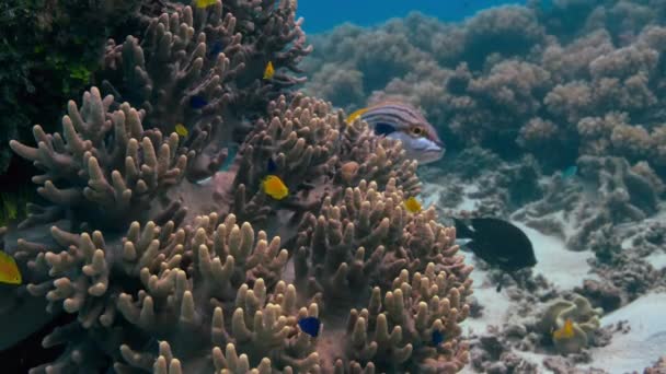 School Fish Drift Current Next Gorgeous Coral Great Barrier Reef — Video