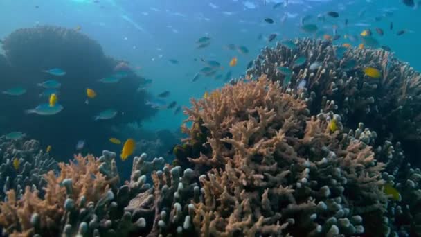 Szkoła Dryfowania Ryb Pobliżu Gorgeous Coral Wielka Rafa Koralowa Australia — Wideo stockowe