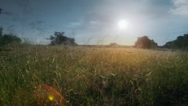 Vista Aérea Das Pastagens Sul Zâmbia — Vídeo de Stock