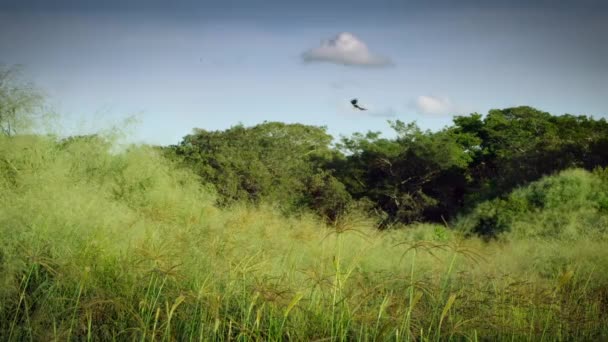 Pin Tailed Whydah Perching Tree Flies Grasslands Southern Zambia — Stock Video