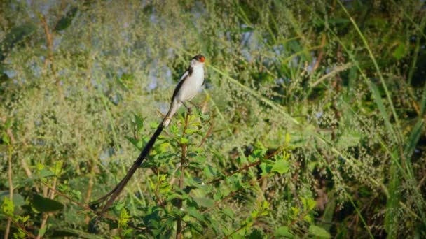 Pin Tailed Whydah Perching Tree Flies Grasslands Southern Zambia — Stock Video