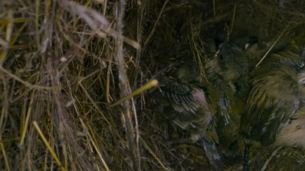 南ザンビアの草原の巣のピンテールのWhydah雛の閉鎖 — ストック動画