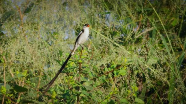 Pin Tailed Whydah Sittande Ett Träd Innan Det Flyger Iväg — Stockvideo