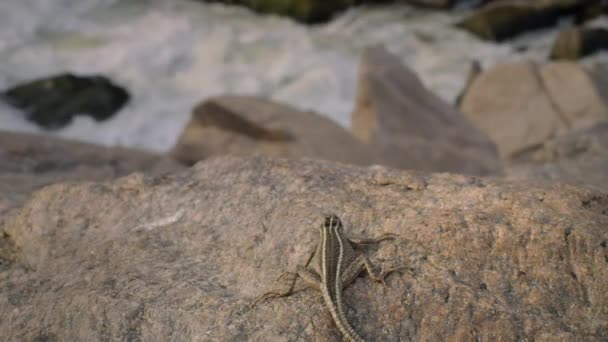 Gros Plan Lézard Plat Femelle Sekukhune Cascade Augrabies Dans Rivière — Video