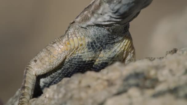 Güney Afrika Daki Augrabies Falls Ulusal Parkı Orange Nehrindeki Augrabies — Stok video