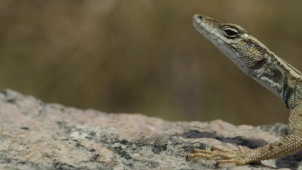 Крупный План Женщины Sekukhune Плоской Ящерицы Augrabies Водопад Реке Оранж — стоковое видео