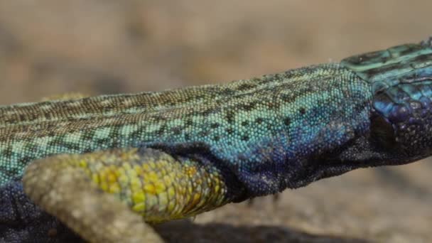 南非奥格比斯瀑布国家公园奥格比斯瀑布瀑布的雄性塞库胡恩平蜥蜴近身 — 图库视频影像