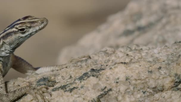 南非奥格比斯瀑布国家公园 奥格比斯瀑布瀑布附近的雌性塞库胡恩平蜥蜴 — 图库视频影像