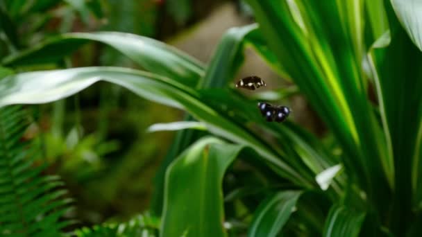 東オーストラリア州の熱帯雨林におけるヒポリムナスボリーナ 偉大な卵子 一般的な卵子や青い月の蝶のスローモーション オーストラリア — ストック動画