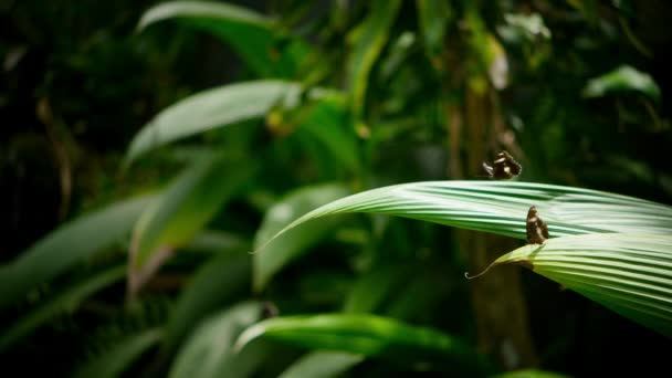 Movimiento Lento Hypolimnas Bolina Gran Mosca Mosca Común Mariposa Luna — Vídeos de Stock