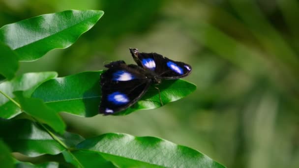 Mouvement Lent Hypolimnas Bolina Grand Ovoïde Ovoïde Commun Papillon Bleu — Video
