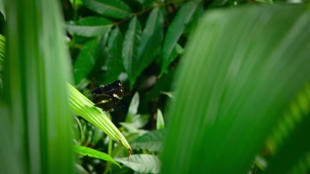 Langzame Beweging Van Hypolimnas Bolina Grote Eiervlieg Gewone Eiervlieg Blauwe — Stockvideo