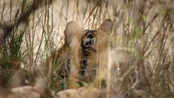 Lento Movimento Bengala Camuflada Tigre Close Floresta Índia Central — Vídeo de Stock
