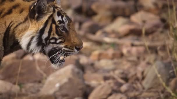 Közelkép Egy Bengáli Királyi Tigris Természetes Élőhelyéről Közép India Erdejében — Stock videók