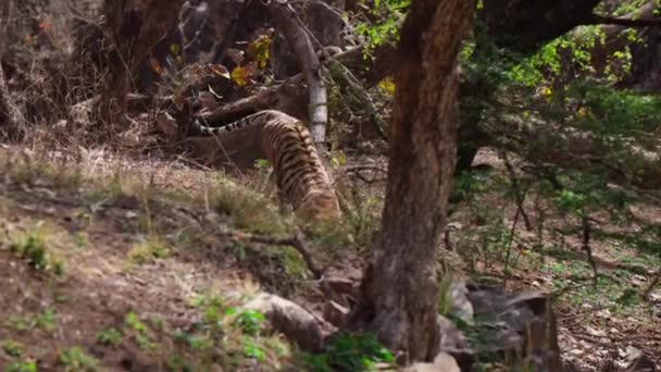 Close Tigre Real Bengala Seu Habitat Natural Floresta Índia Central — Vídeo de Stock