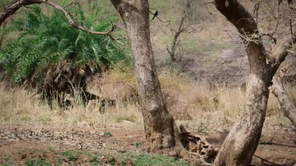 Mouvement Lent Tigre Bengale Chassant Cerf Sambar Dans Forêt Centre — Video