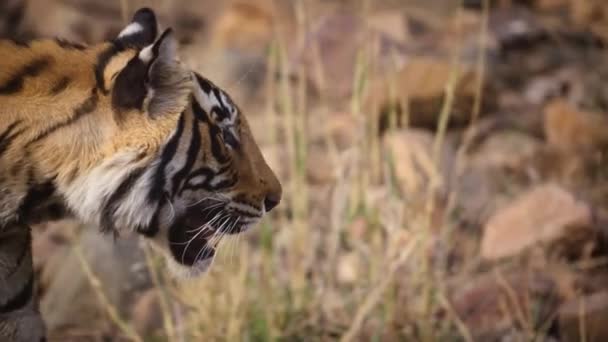 Primer Plano Tigre Real Bengala Hábitat Natural Bosque India Central — Vídeos de Stock