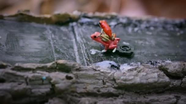 Mannelijke Aardbeiengif Rode Dart Kikkers Vechten Met Kikkerspeelgoed Het Bos — Stockvideo