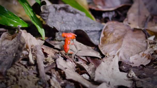 2人の男性イチゴ毒赤いダーツカエルが直面し 森の中で互いに戦って ボカス トロ島 パナマ — ストック動画