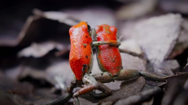 Twee Mannelijke Aardbeien Vergiftigen Rode Dart Kikkers Oog Oog Vechten — Stockvideo