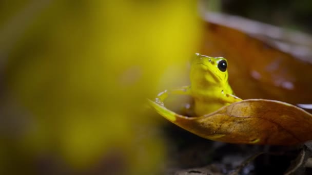 Πράσινος Και Μαύρος Δηλητηριώδης Βάτραχος Στο Δάσος Νησί Μπόκας Ντελ — Αρχείο Βίντεο