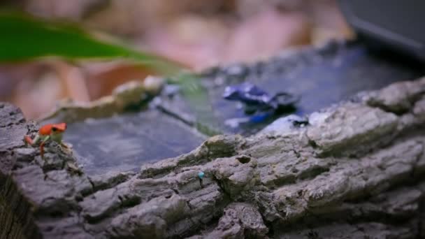 Erkek Zehirli Kırmızı Dart Kurbağaları Ormanda Kurbağa Oyuncağıyla Dövüşüyor Bocas — Stok video