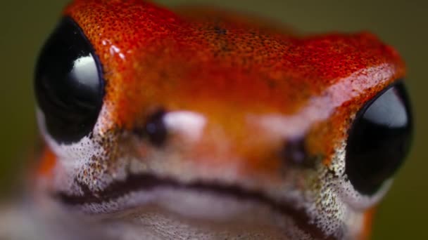 巴拿马博卡斯德尔托罗岛上森林里的草莓毒液红色飞镖蛙 人们用青蛙毒做飞镖和箭毒 — 图库视频影像