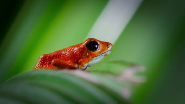 Erdbeergift Roter Pfeilfrosch Wald Insel Bocas Del Toro Panama Menschen — Stockvideo