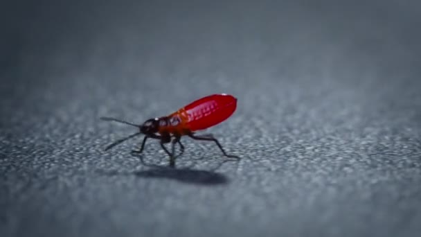 Κοντινό Πλάνο Του Κόκκινου Εντόμου Στο Δωμάτιο Labs — Αρχείο Βίντεο