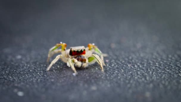 Close Van Habronattus Spinnen Springende Spinnen Wetenschapper Onderzoekt Het Gedrag — Stockvideo