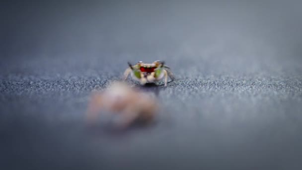 Spinnen Balzen Habronattus Spinnen Springende Spinnen Der Wissenschaftler Erforscht Das — Stockvideo