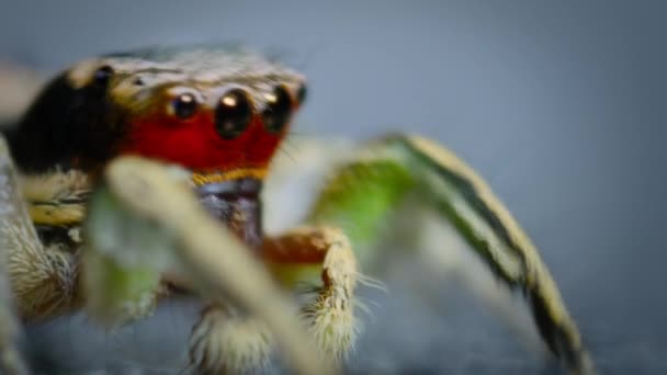 ハブロナトゥス クモを閉じてクモをジャンプさせろ 研究室でのクモの行動を研究している — ストック動画