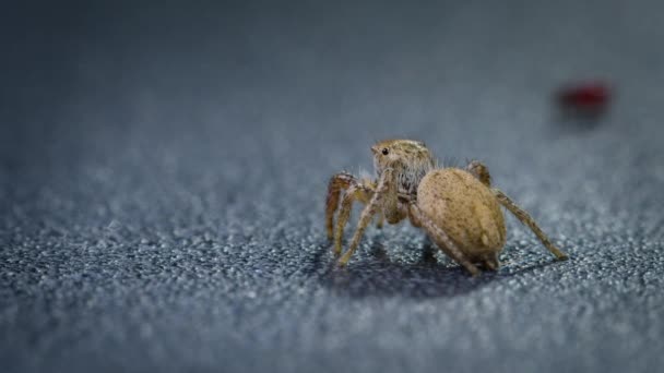 Близько Павуків Хабронатт Стрибаючих Павуків Вчений Досліджує Поведінку Павука Лабораторії — стокове відео