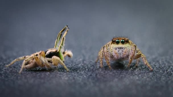 蜘蛛求爱的展示哈布罗纳图斯蜘蛛 跳跃蜘蛛 这位科学家在实验室里研究蜘蛛的行为 — 图库视频影像