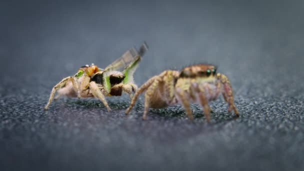 Spindeluppvisning Habronattus Spindlar Hoppande Spindlar Forskarens Forskning Spindelns Beteende Labs — Stockvideo