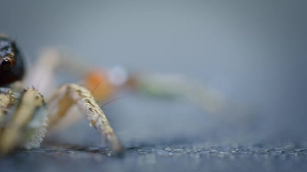 Närbild Habronattus Spindlar Hoppa Spindlar Forskarens Forskning Spindelns Beteende Labs — Stockvideo