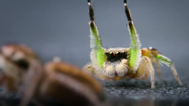 Örümcek Kur Yaparken Habronattus Örümcekleri Zıplayan Örümcekler Bilim Adamı Örümcek — Stok video