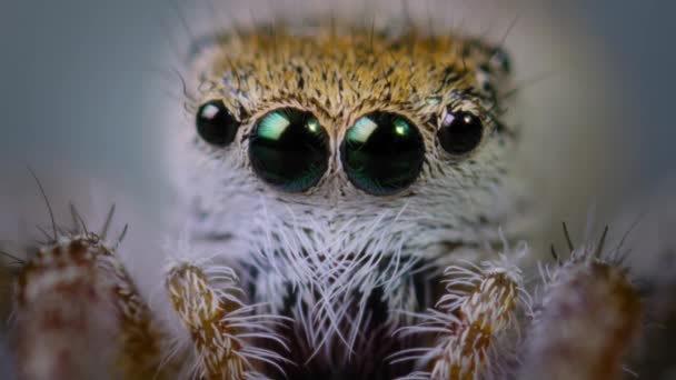 Közelről Habronattus Pókok Ugró Pókok Tudós Kutatja Pók Viselkedését Laborszobában — Stock videók