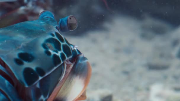 Peacock Mantis Camarão Com Analógico Imagem Câmera Ultravioleta — Vídeo de Stock