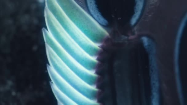 Camarones Mantis Pavo Real Con Analógico Imagen Cámara Ultravioleta — Vídeo de stock