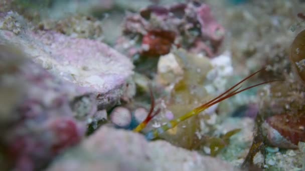Крупный План Павлина Богомола Креветки Odontodactylus Scyllarus Коралловом Рифе Глаза — стоковое видео