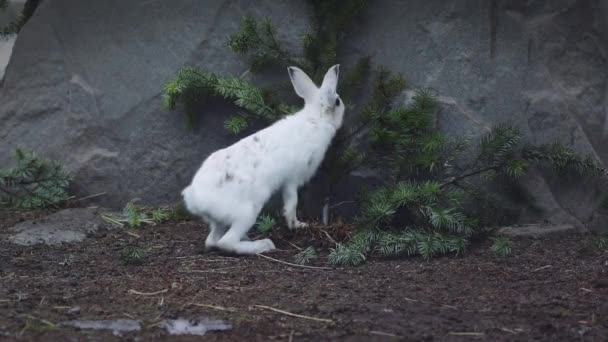 Close Snow Rabbit Its Natural Habitat Cairngorm Mountains Scozia Scioglimento — Video Stock