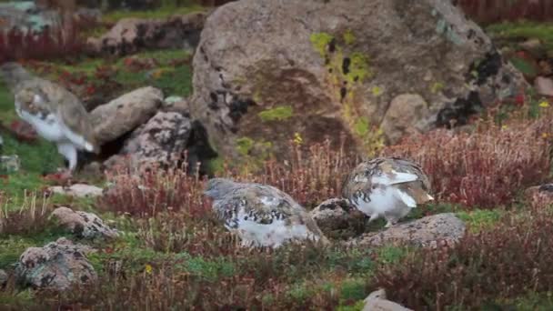 苏格兰凯恩斯古尔姆山区柳树 Lagopus Lagopus 自然栖息地的近景 — 图库视频影像