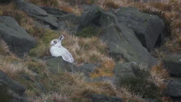 Primer Plano Del Conejo Nieve Hábitat Natural Montañas Cairngorm Escocia — Vídeos de Stock