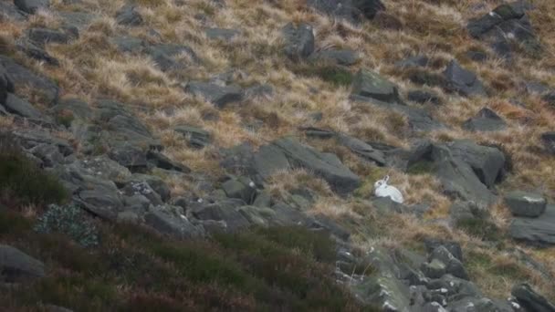 Närbild Snö Kanin Dess Naturliga Livsmiljö Kairngorm Berg Skottland Snösmältning — Stockvideo