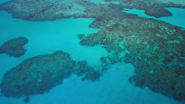 Arrecife Dañado Por Blanqueamiento Coral Cambio Climático Acidificación Del Océano — Vídeos de Stock