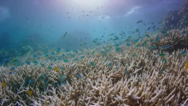 Здоровый Коралловый Риф Школой Подводных Рыб Морской Флоры Фауны Большого — стоковое видео