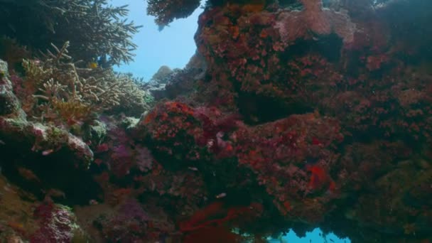 Friska Korallrev Med School Fish Underwater Marint Liv Great Barrier — Stockvideo