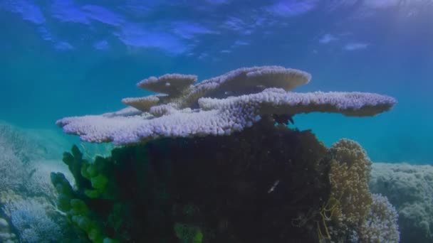 Arrecife Dañado Por Blanqueamiento Coral Cambio Climático Acidificación Del Océano — Vídeos de Stock